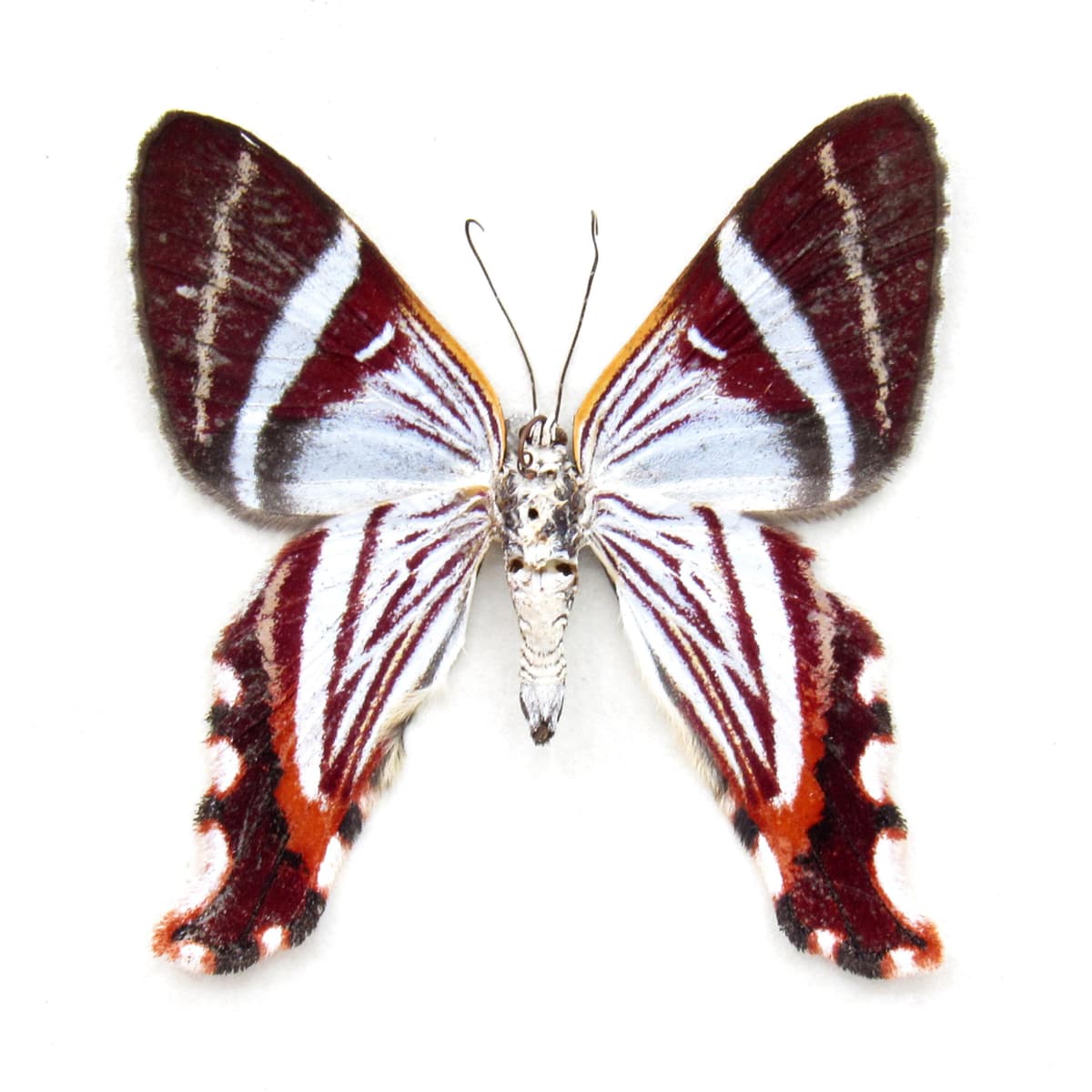 Rare Maroon Geometer moth framed taxidermy - Erateina species