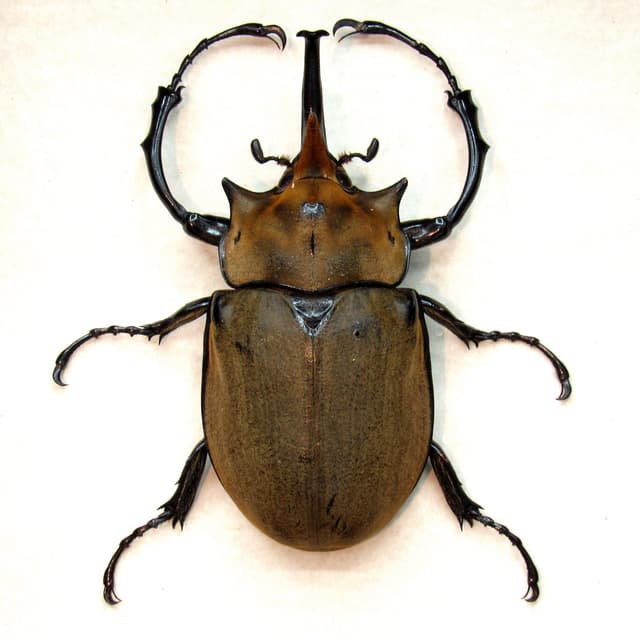 Real large Elephant Rhinoceros beetle framed taxidermy - Megasoma elephas