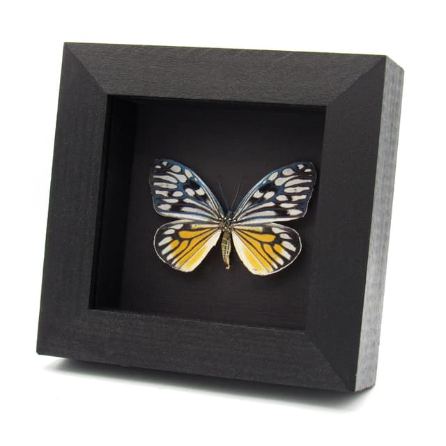 Rare Day Flying moth framed taxidermy - Cyclosia pieridoides - female