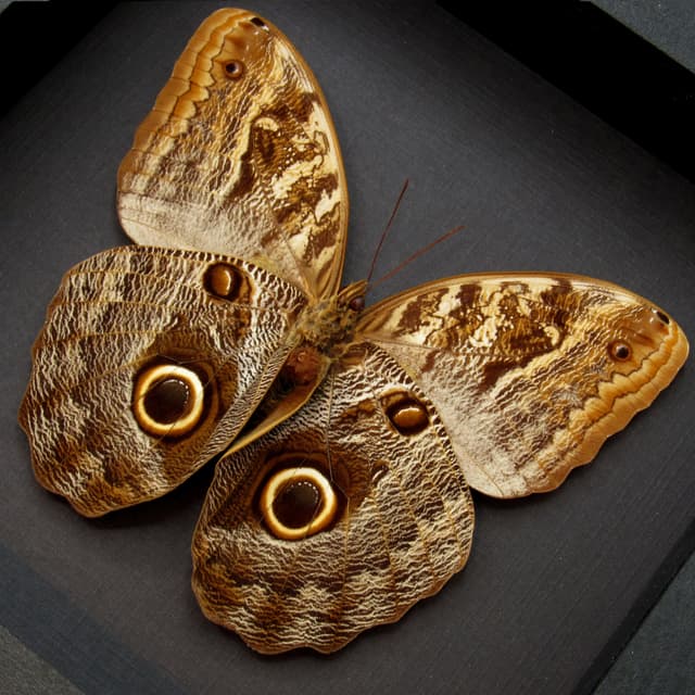 Real Giant Owl Butterfly framed taxidermy - Caligo illioneus praxsiodus