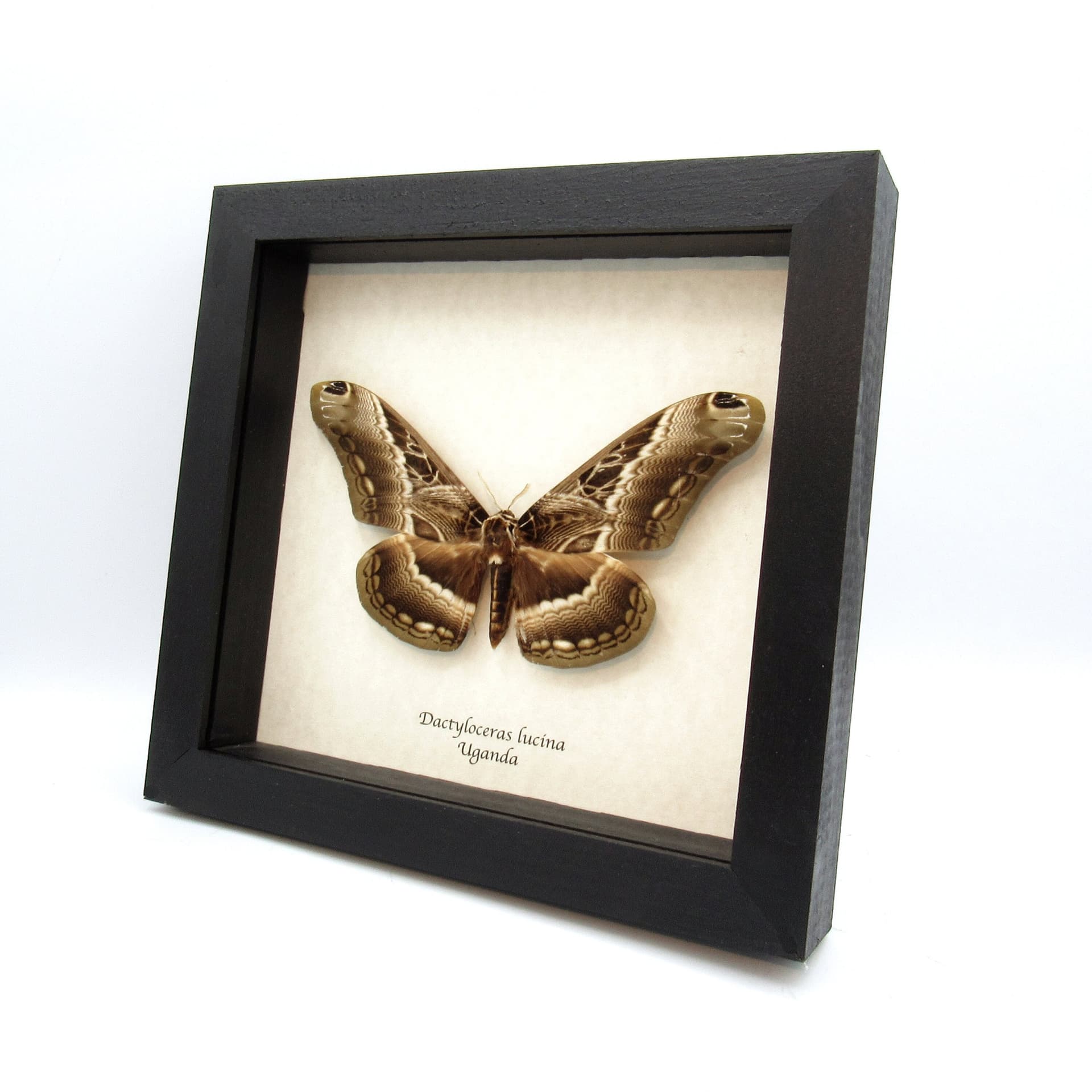 Real large moth framed taxidermy - Dactyloceras lucina