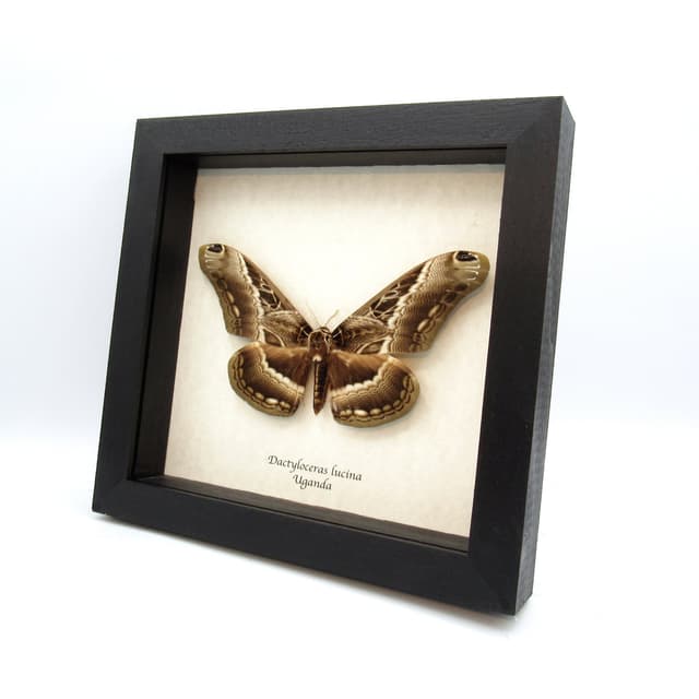 Real large moth framed taxidermy - Dactyloceras lucina