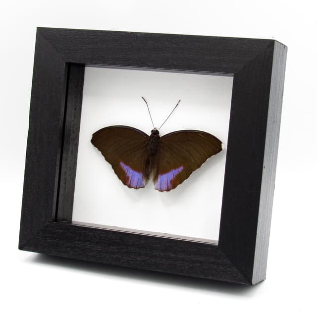 Real Blue-banded Forester butterfly framed taxidermy - Euphadra harpalyce - Victorian mount