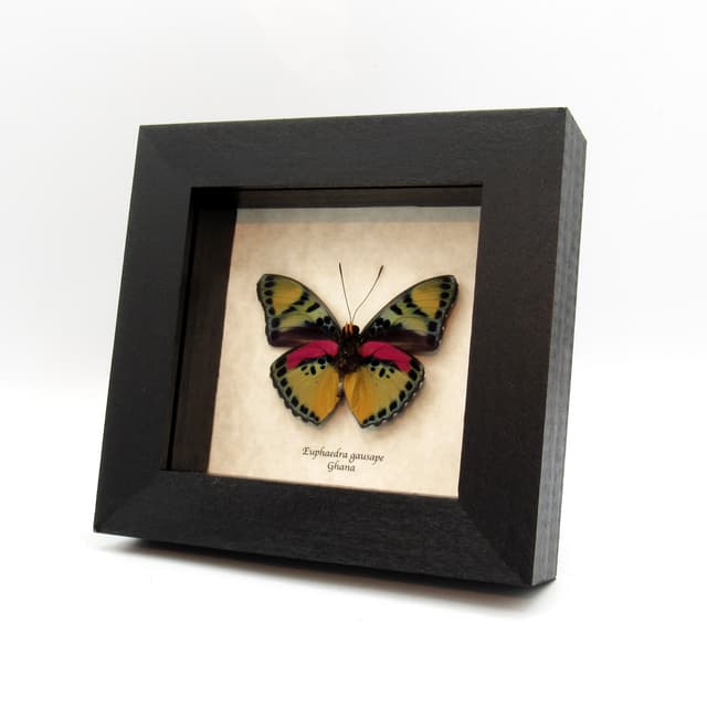 Rare pink Western Striped Forester butterfly framed taxidermy - Euphaedra gausape