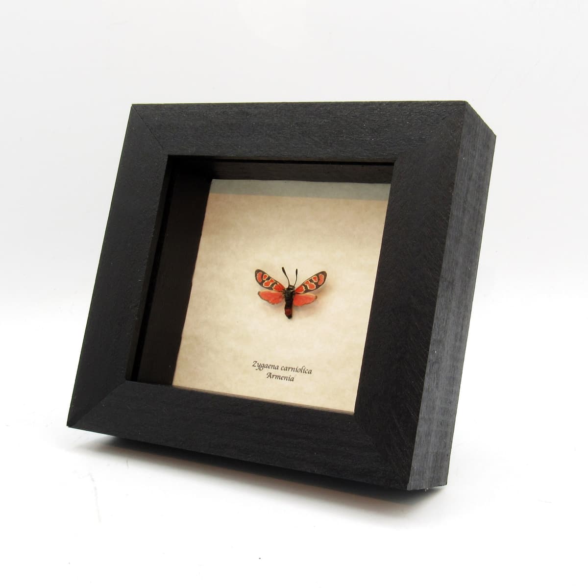 Real tiny red Eastern Burnet moth framed taxidermy - Zygaena carniolica