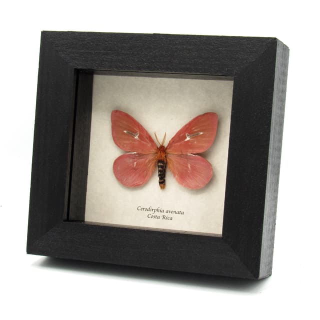 Rare pink moth framed taxidermy - Cerodirphia avenata