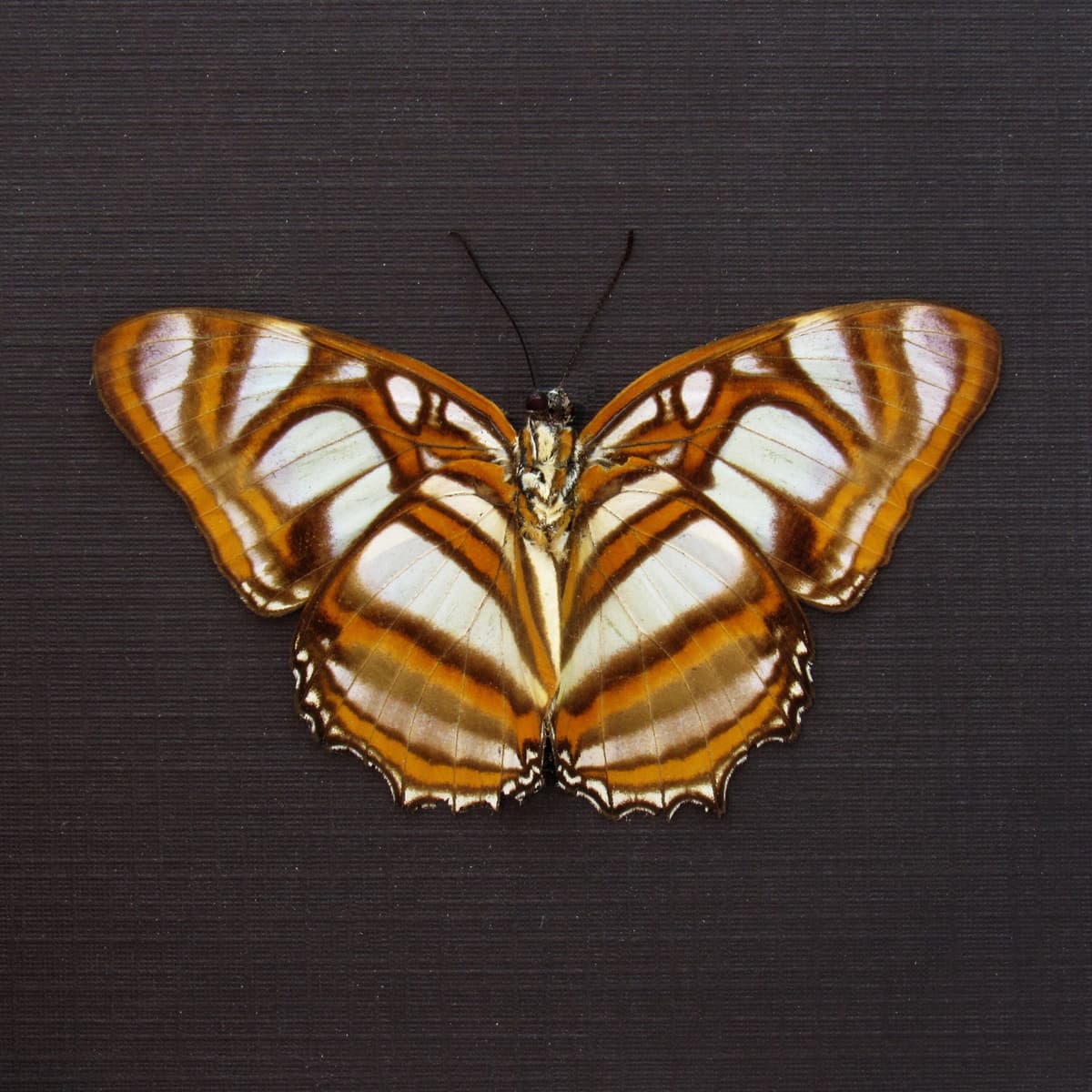 Real butterfly framed taxidermy - Metamorpha elissa - Victorian mount