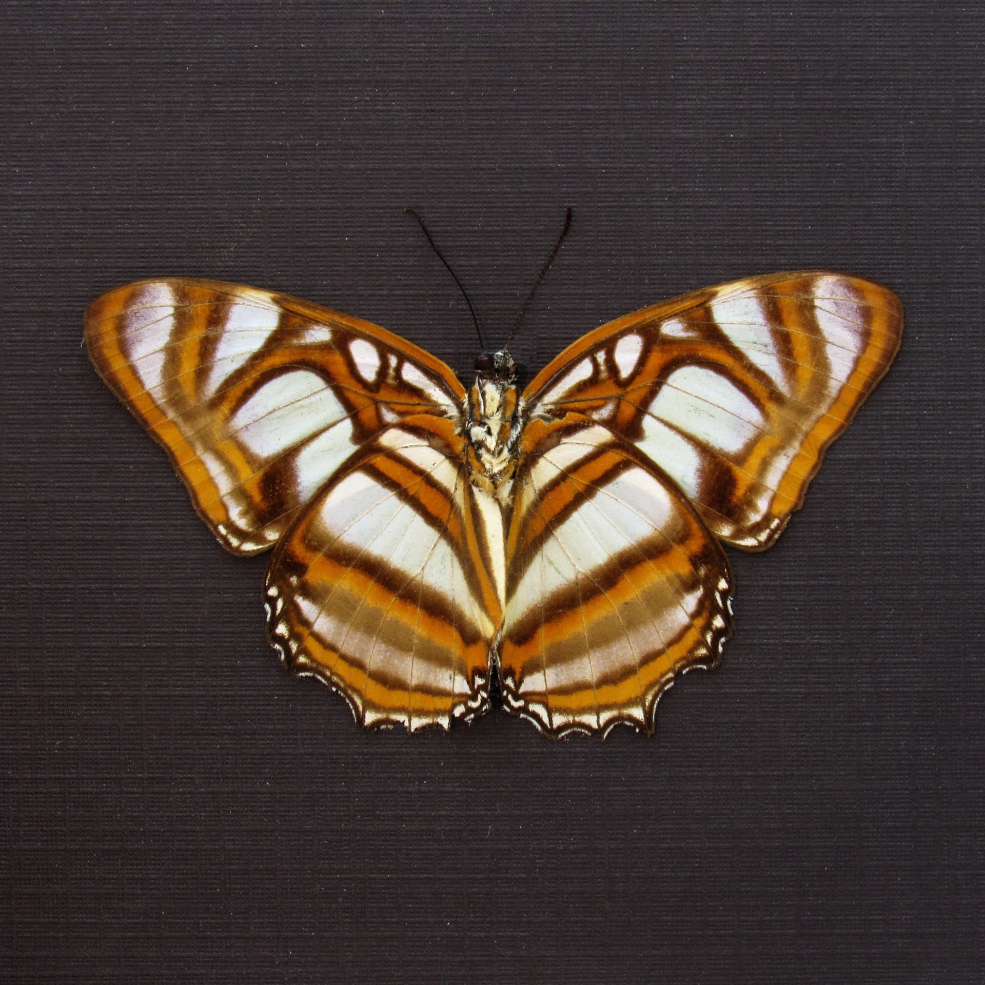 Real butterfly framed taxidermy - Metamorpha elissa - Victorian mount