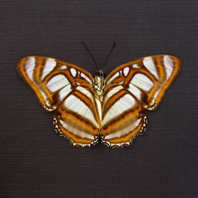 Real butterfly framed taxidermy - Metamorpha elissa - Victorian mount