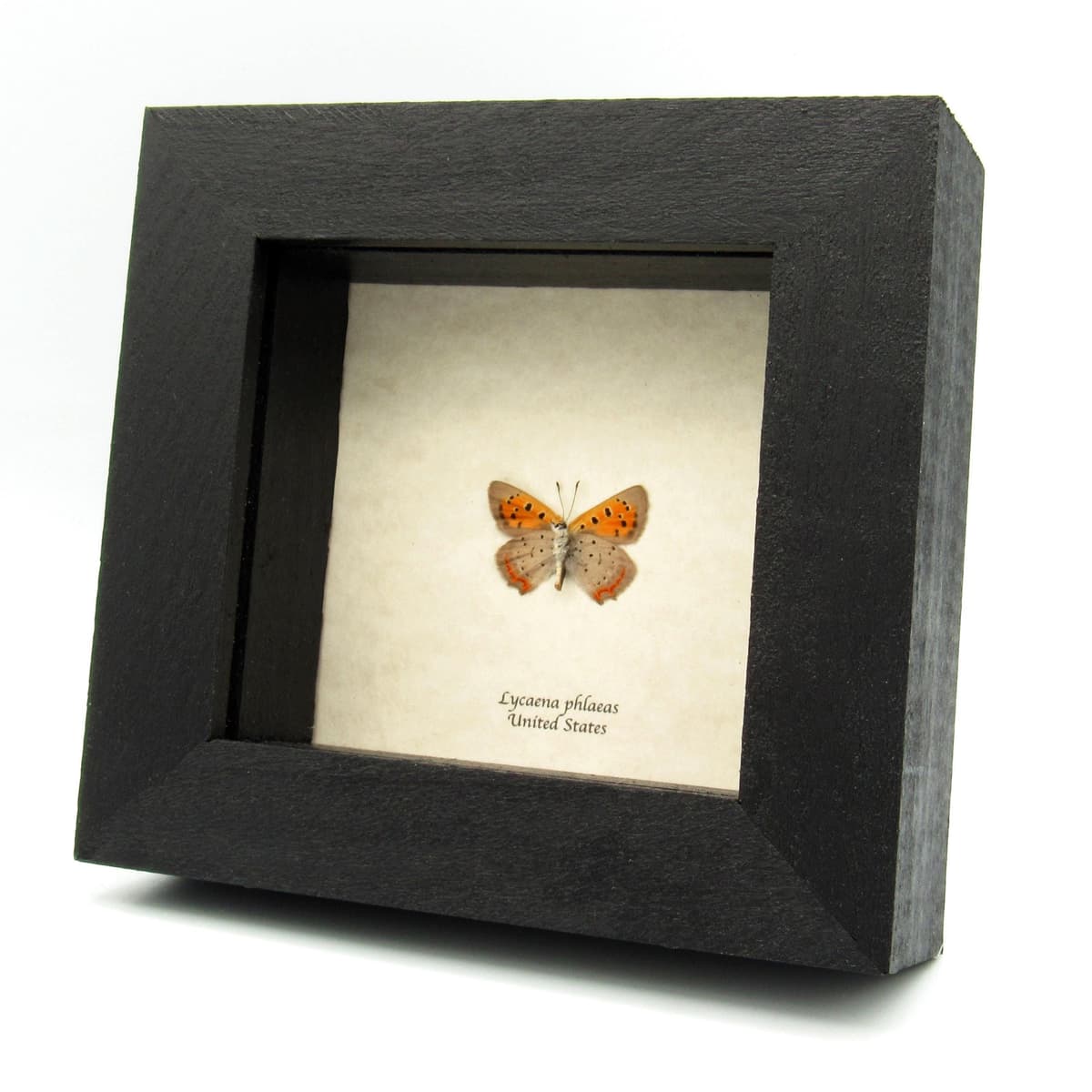 Real tiny American Copper butterfly framed taxidermy - Lycaena phlaeas