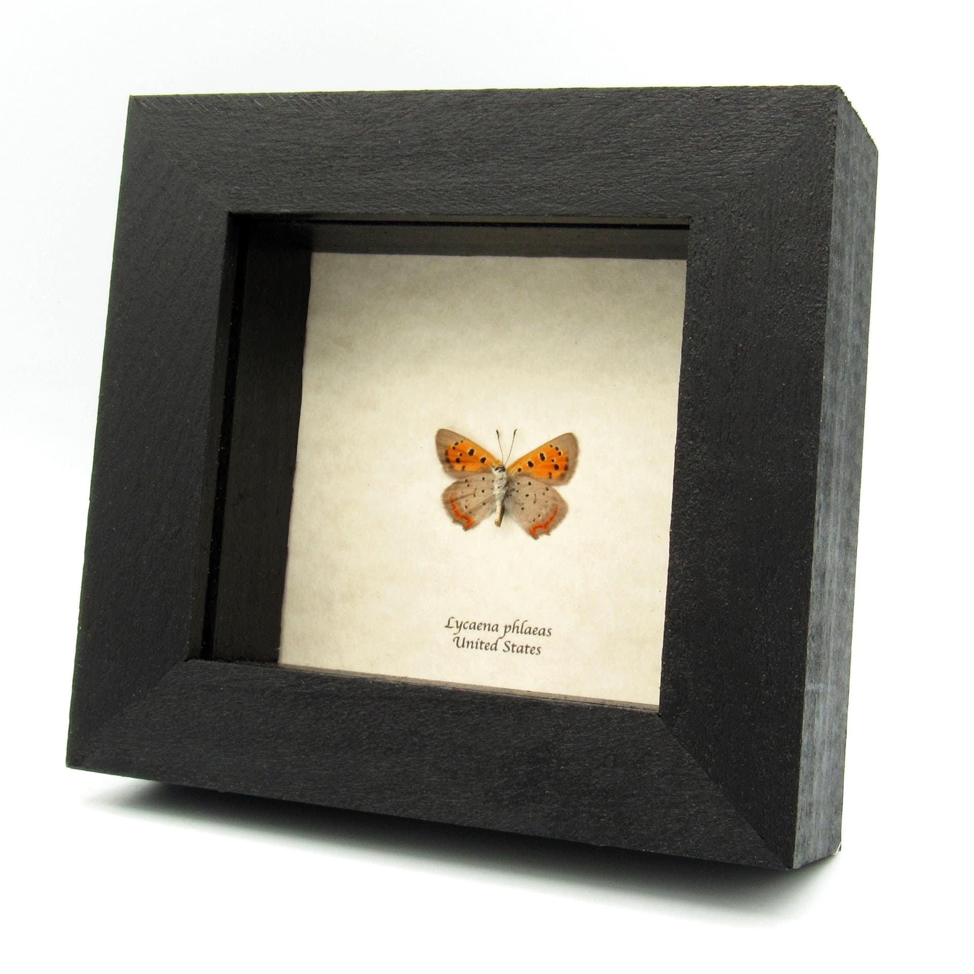 Real tiny American Copper butterfly framed taxidermy - Lycaena phlaeas