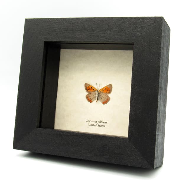 Real tiny American Copper butterfly framed taxidermy - Lycaena phlaeas