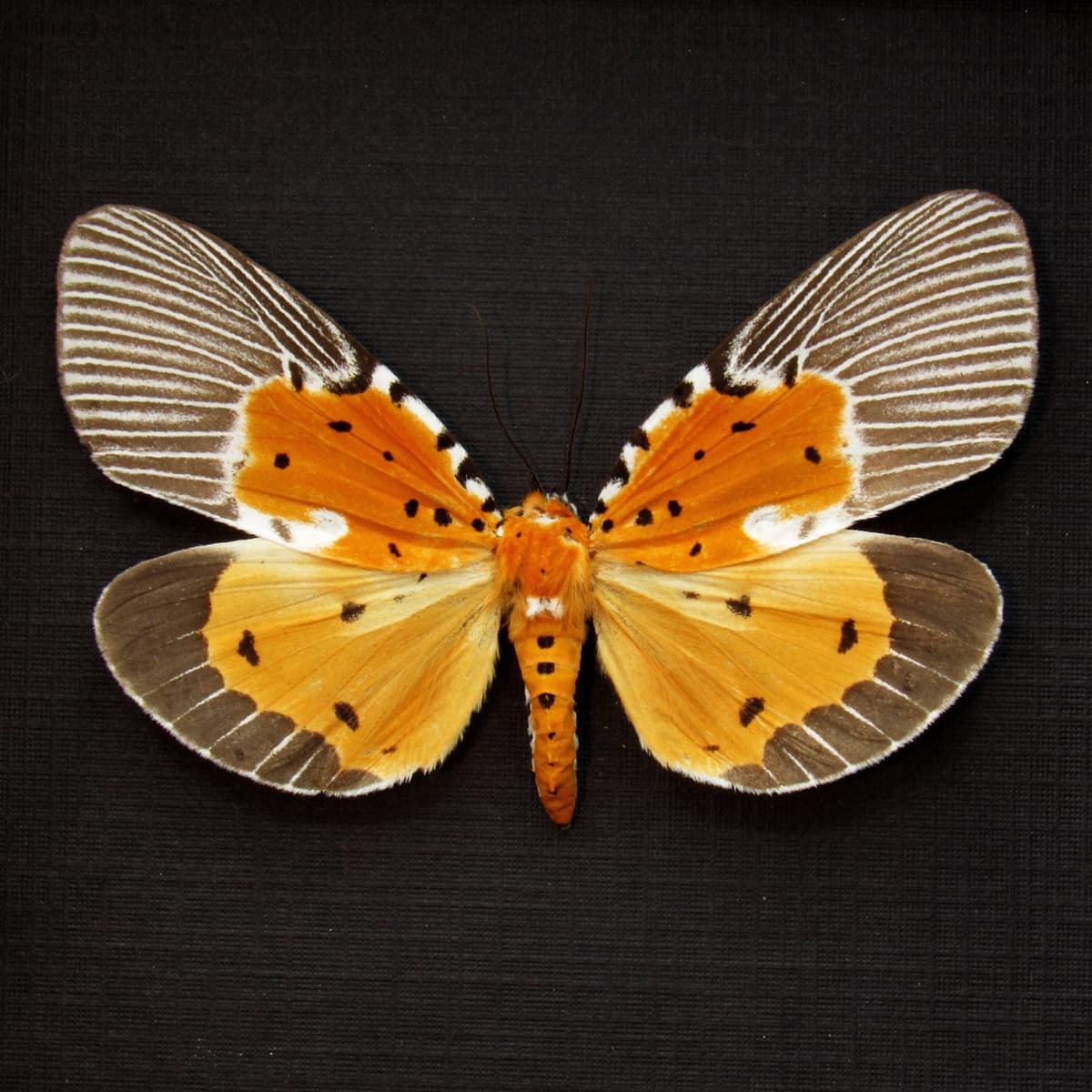 Rare yellow moth framed taxidermy - Peridrome orbicularis
