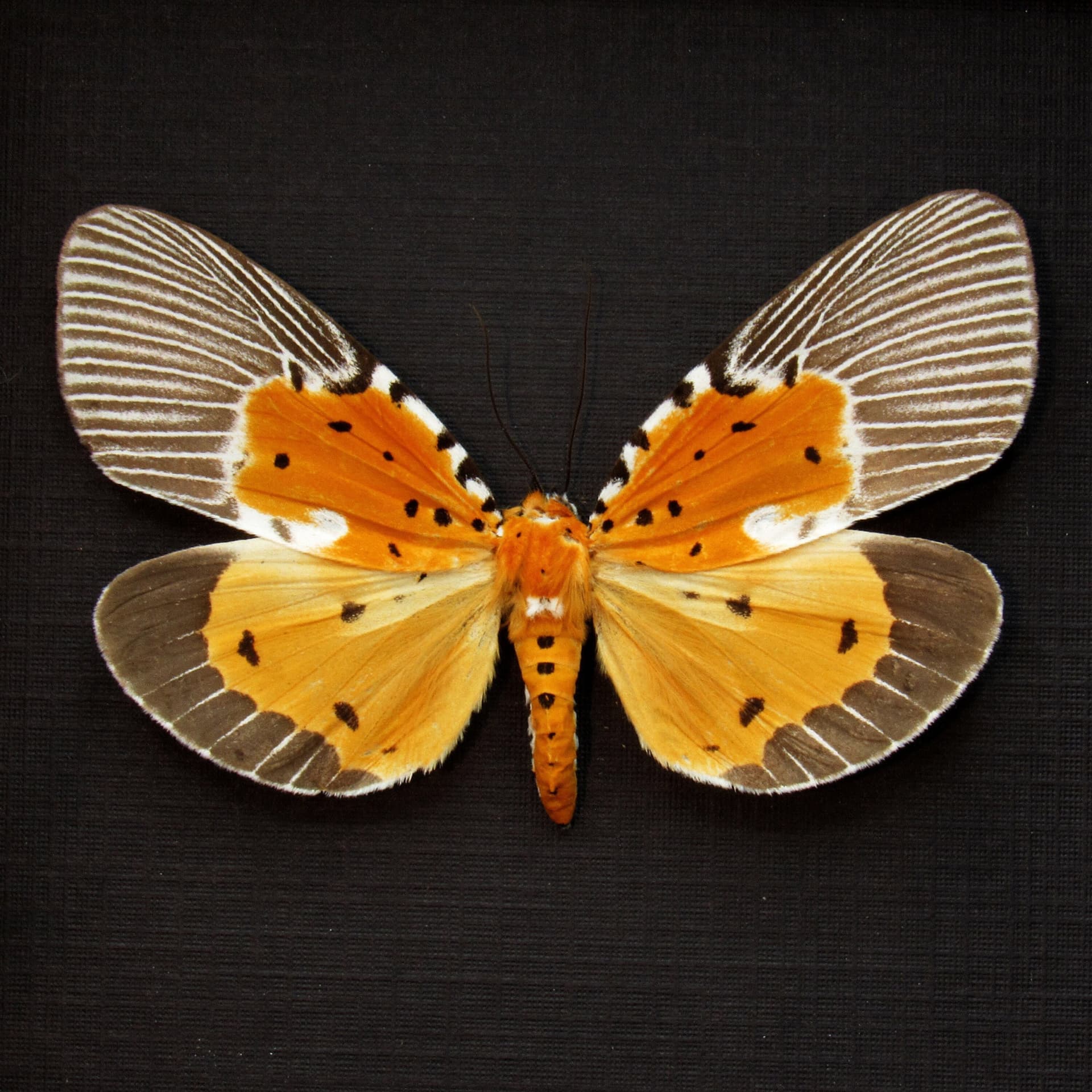 Rare yellow moth framed taxidermy - Peridrome orbicularis