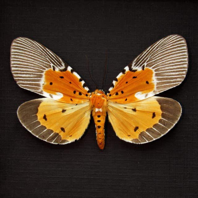 Rare yellow moth framed taxidermy - Peridrome orbicularis