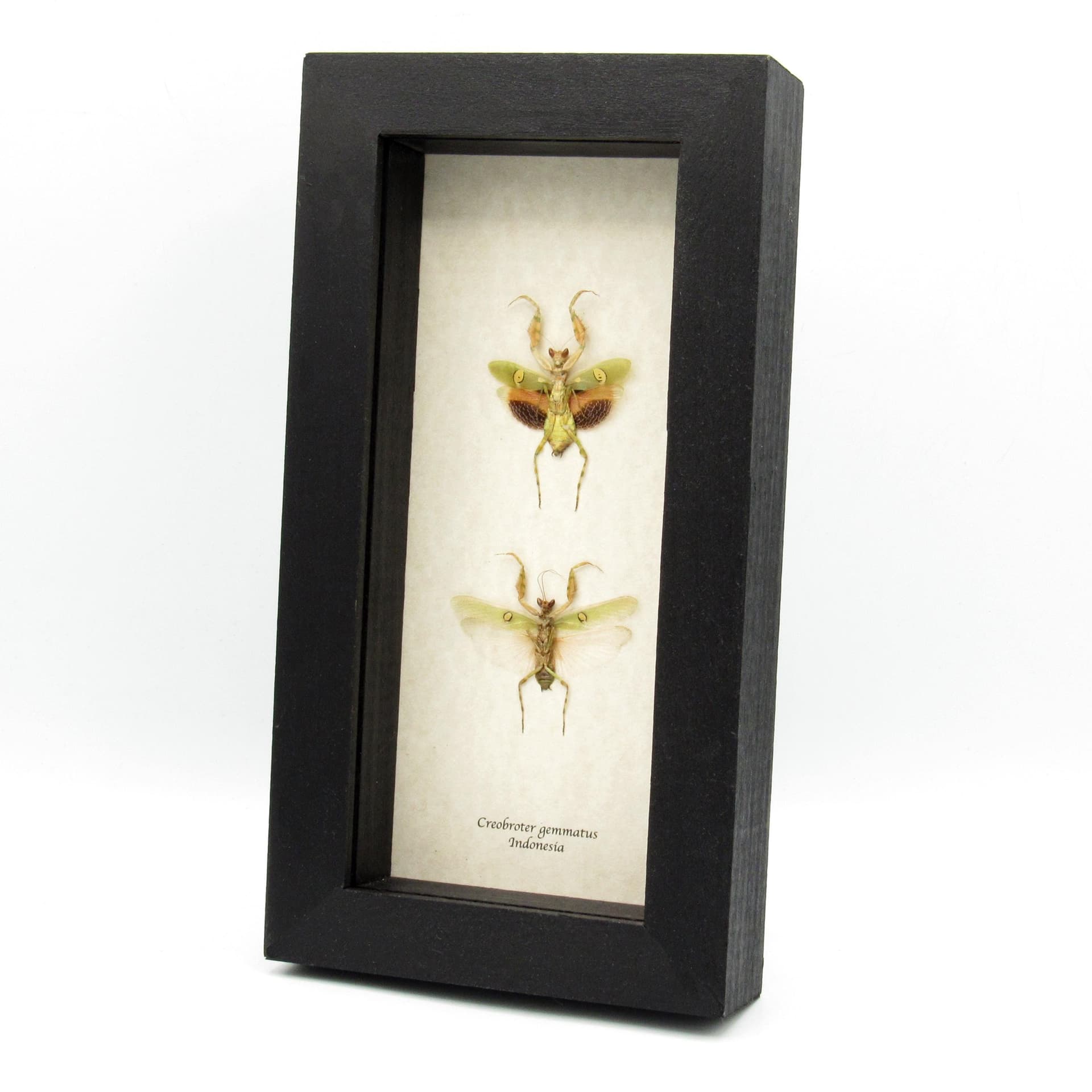 Real Indian Flower Mantis framed taxidermy - Creobroter gemmatus - M+F pair