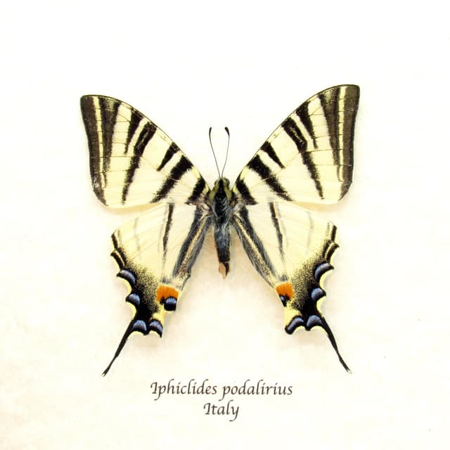 Real Scarce Swallowtail butterfly framed taxidermy - Iphiclides podalirius