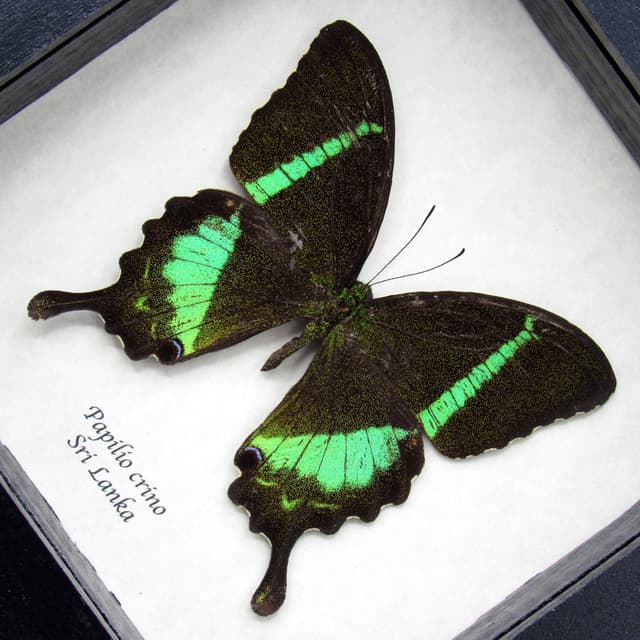 Rare green Banded Peacock Swallowtail butterfly framed specimen - Papilio crino - minor damage