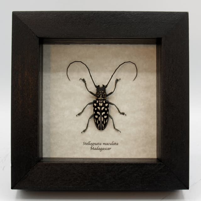 Real Longhorn beetle framed taxidermy - Stellognata maculata