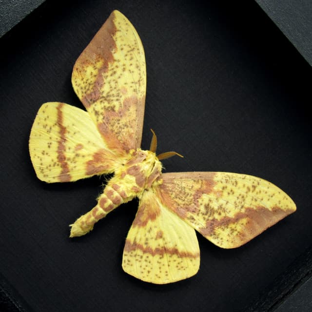 Real Imperial moth framed taxidermy - Eacles imperialis