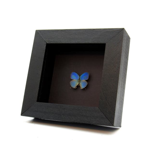 Tiny real blue Hairstreak butterfly framed taxidermy - Evenus sumptuosa