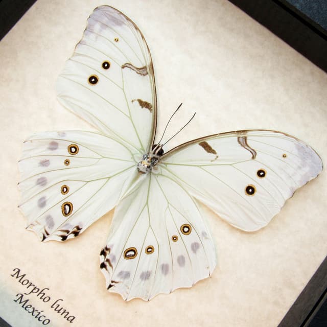 Real pale mint green Morpho butterfly framed taxidermy - Morpho luna