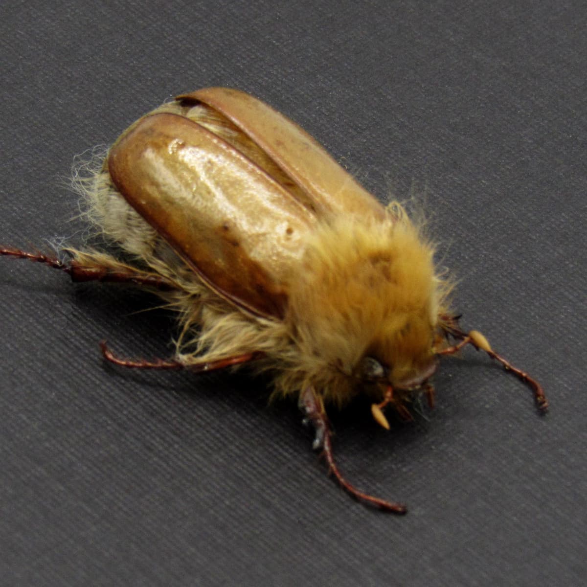 Rare Woolly Leaf Chafer beetle framed specimen - Sparrmannia flava