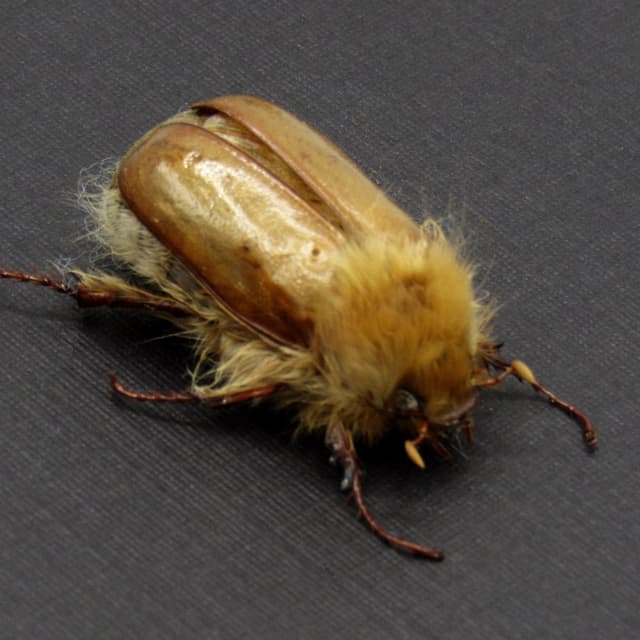 Rare Woolly Leaf Chafer beetle framed specimen - Sparrmannia flava