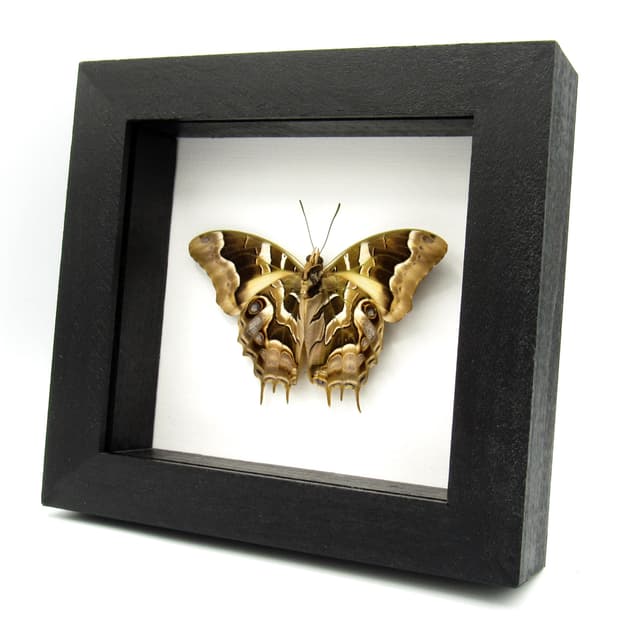 Real butterfly framed taxidermy - Charaxes analava - Victorian mount