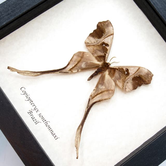 Rare Saturn moth framed taxidermy - Copiopteryx sonthonnaxi