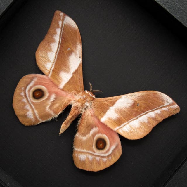 Real African Silk moth framed taxidermy - Nudaurelia alopia