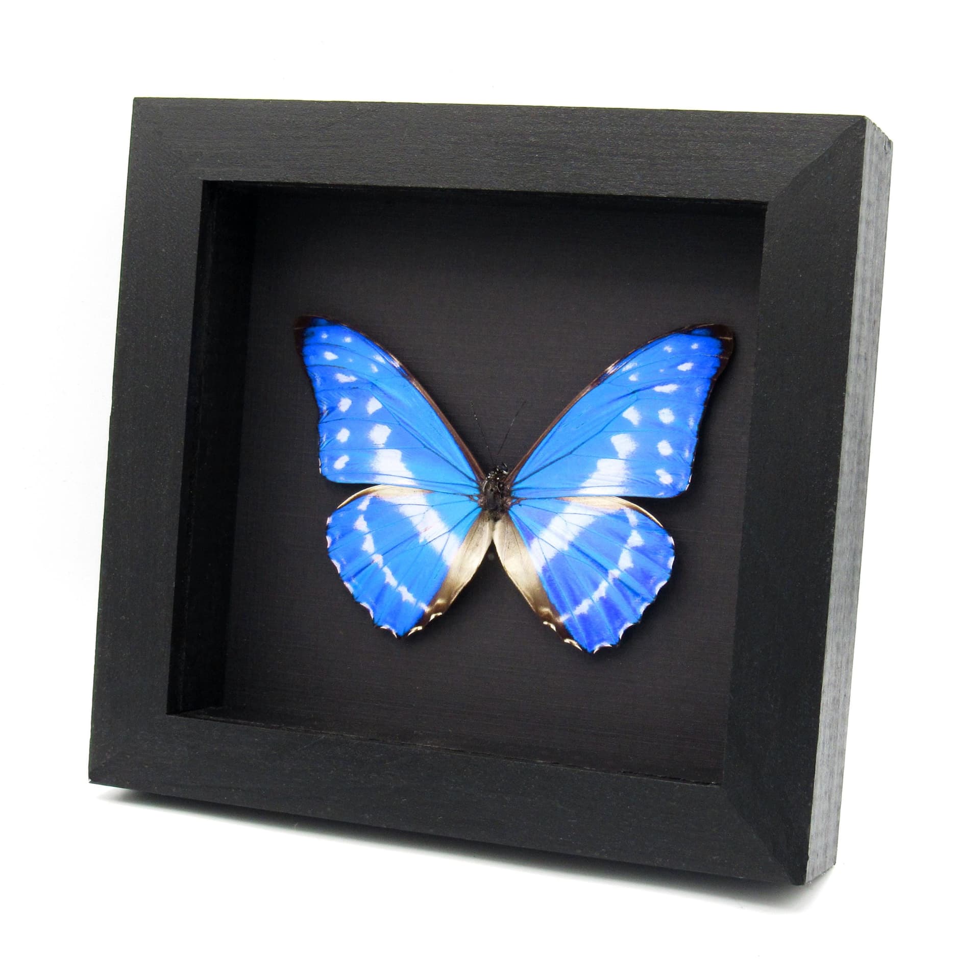 Rare Blue Morpho butterfly framed taxidermy - Morpho cypris cyanites