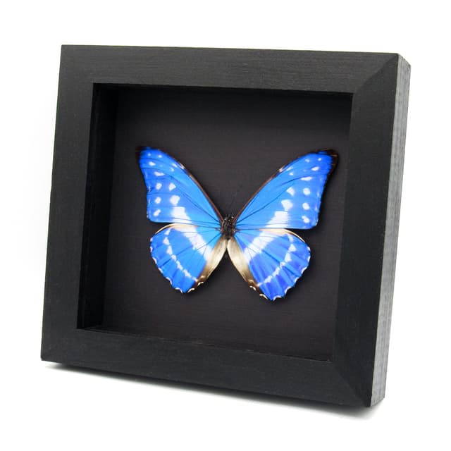 Rare Blue Morpho butterfly framed taxidermy - Morpho cypris cyanites