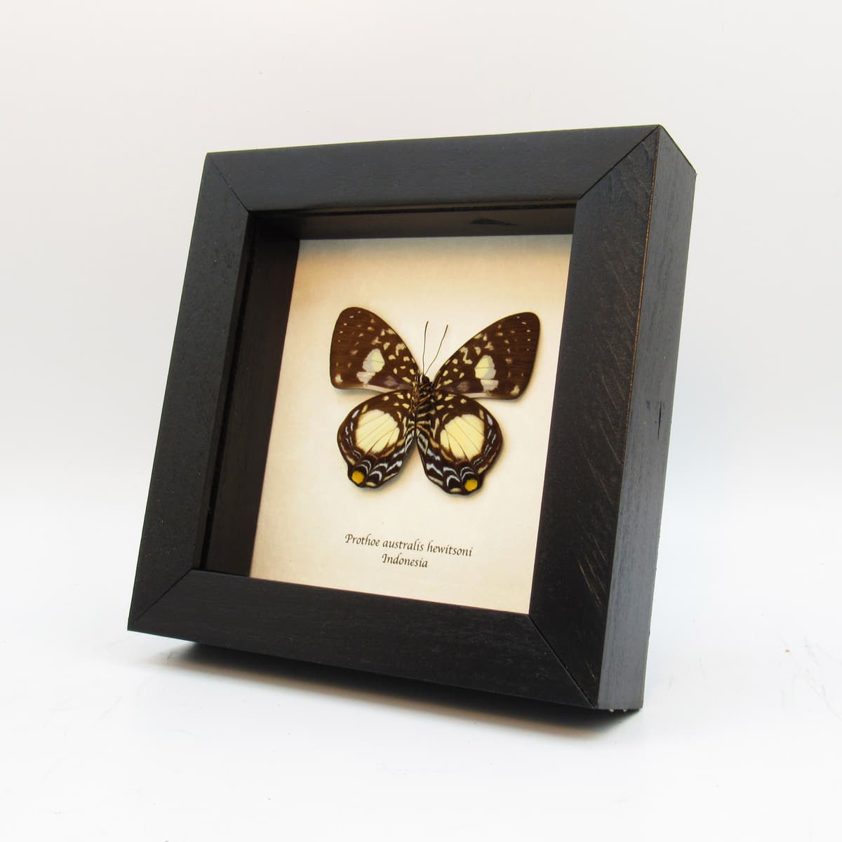 Real framed taxidermy butterfly - Prothoe australis hewitsoni