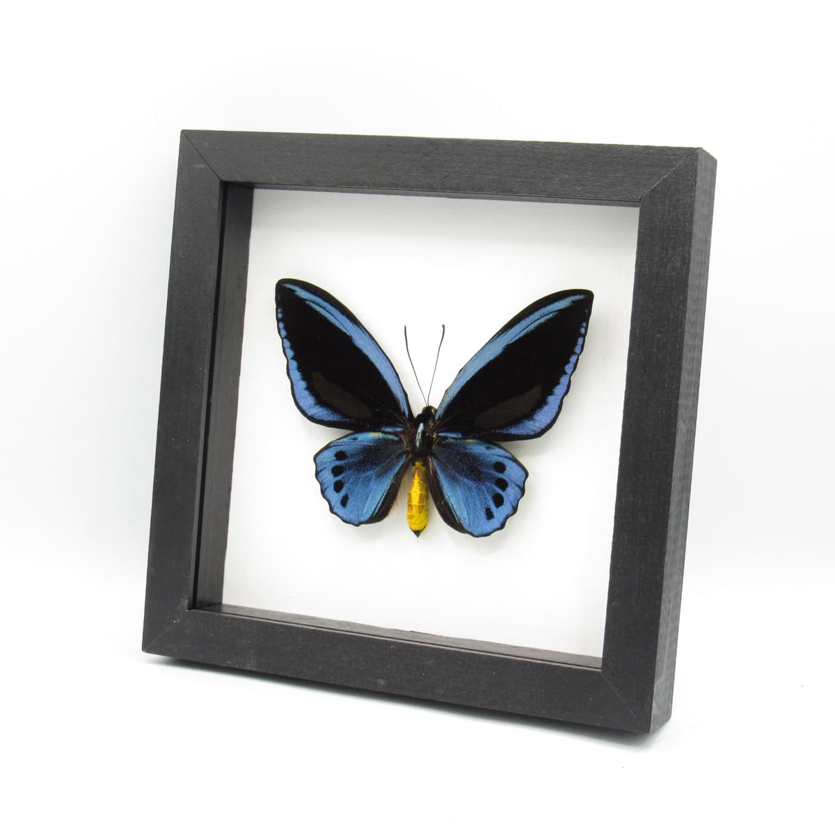Rare GIANT Blue Birdwing butterfly framed taxidermy - Ornithoptera priamus urvillianus