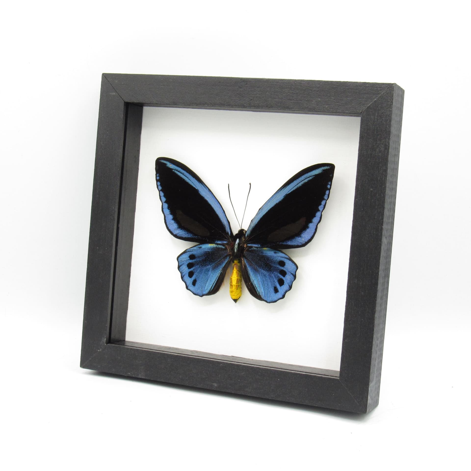 Rare GIANT Blue Birdwing butterfly framed taxidermy - Ornithoptera priamus urvillianus