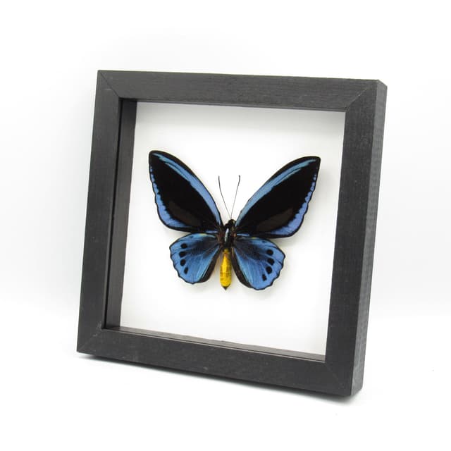 Rare GIANT Blue Birdwing butterfly framed taxidermy - Ornithoptera priamus urvillianus