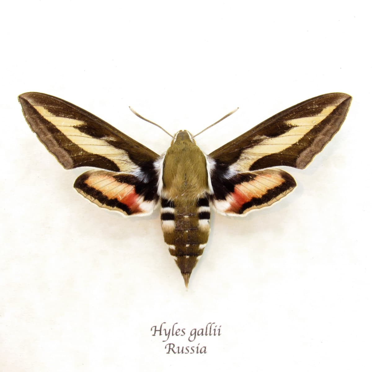 Real Bedstraw Hawkmoth framed taxidermy - Hyles gallii