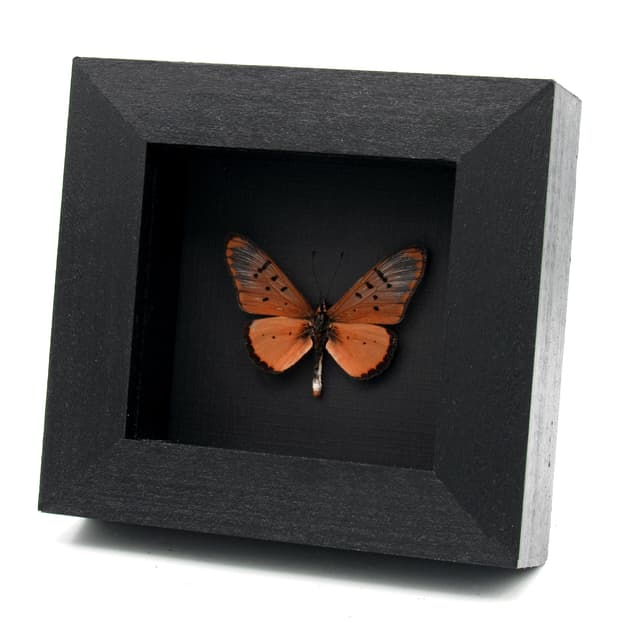 Real peach African Glasswing butterfly framed specimen - Acraea braesia