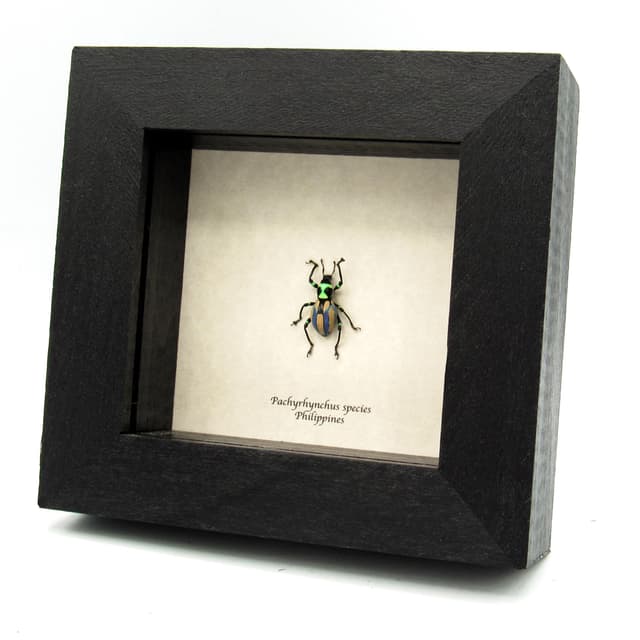 Very rare real purple weevil beetle framed specimen - Pachyrhynchus species