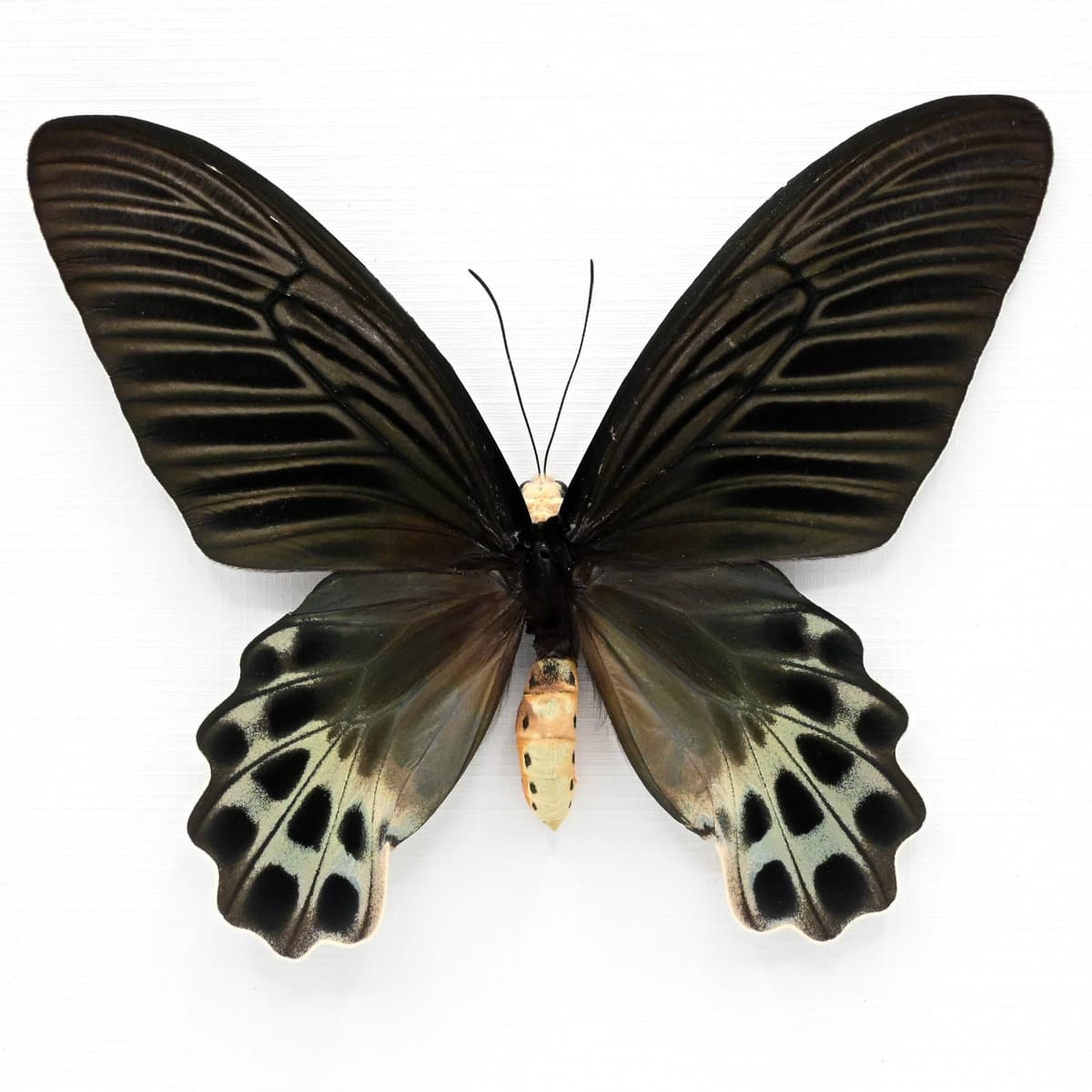 Rare Giant Swallowtail butterfly framed taxidermy - Atrophaneura sycorax egertoni - female