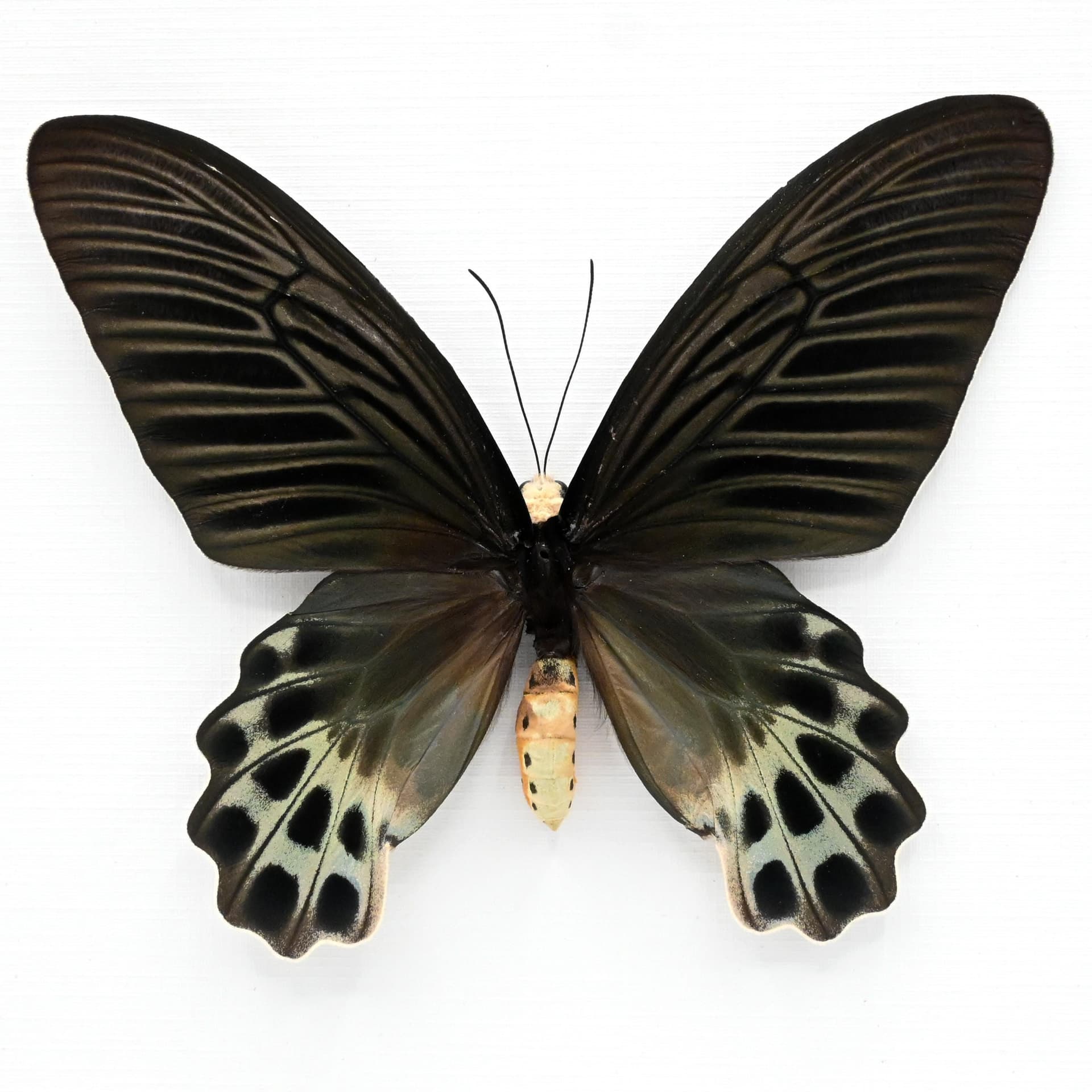 Rare Giant Swallowtail butterfly framed taxidermy - Atrophaneura sycorax egertoni - female