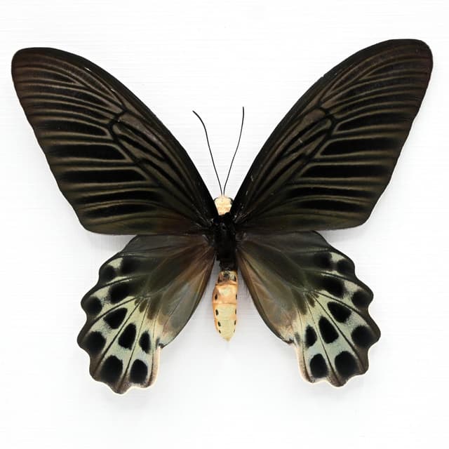 Rare Giant Swallowtail butterfly framed taxidermy - Atrophaneura sycorax egertoni - female
