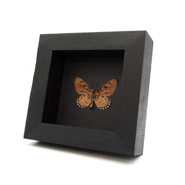 Real Tawny Coster butterfly framed taxidermy - Acraea terpsicore