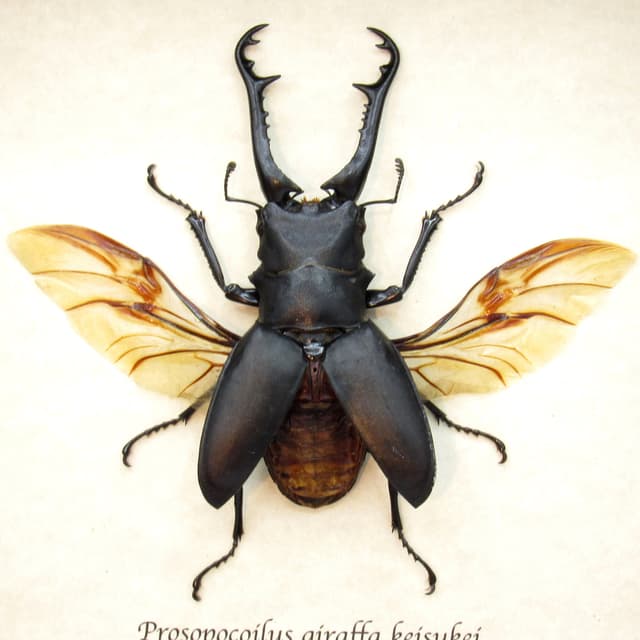 Real Giant Stag beetle framed taxidermy - Prosopocoilus giraffa keisukei