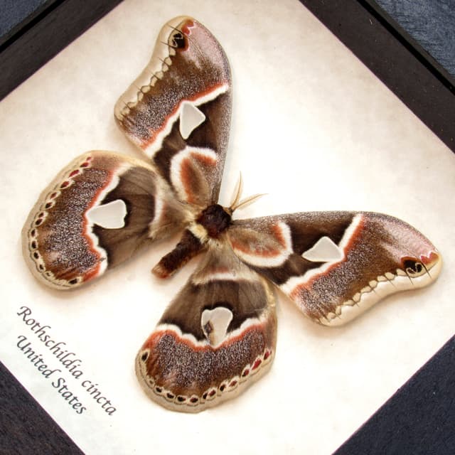 Real Saturn moth framed taxidermy - Rothschildia cincta