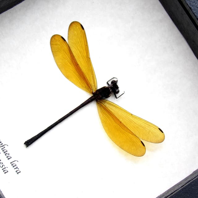 Real Dragonfly framed taxidermy - Euphaea lara
