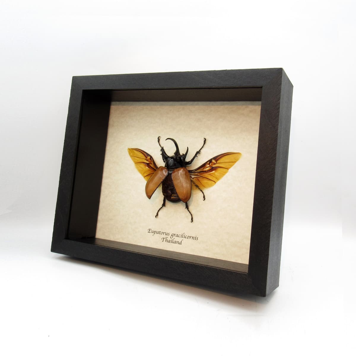 Real XL Rhinoceros beetle framed taxidermy - Eupatorus gracilicornis