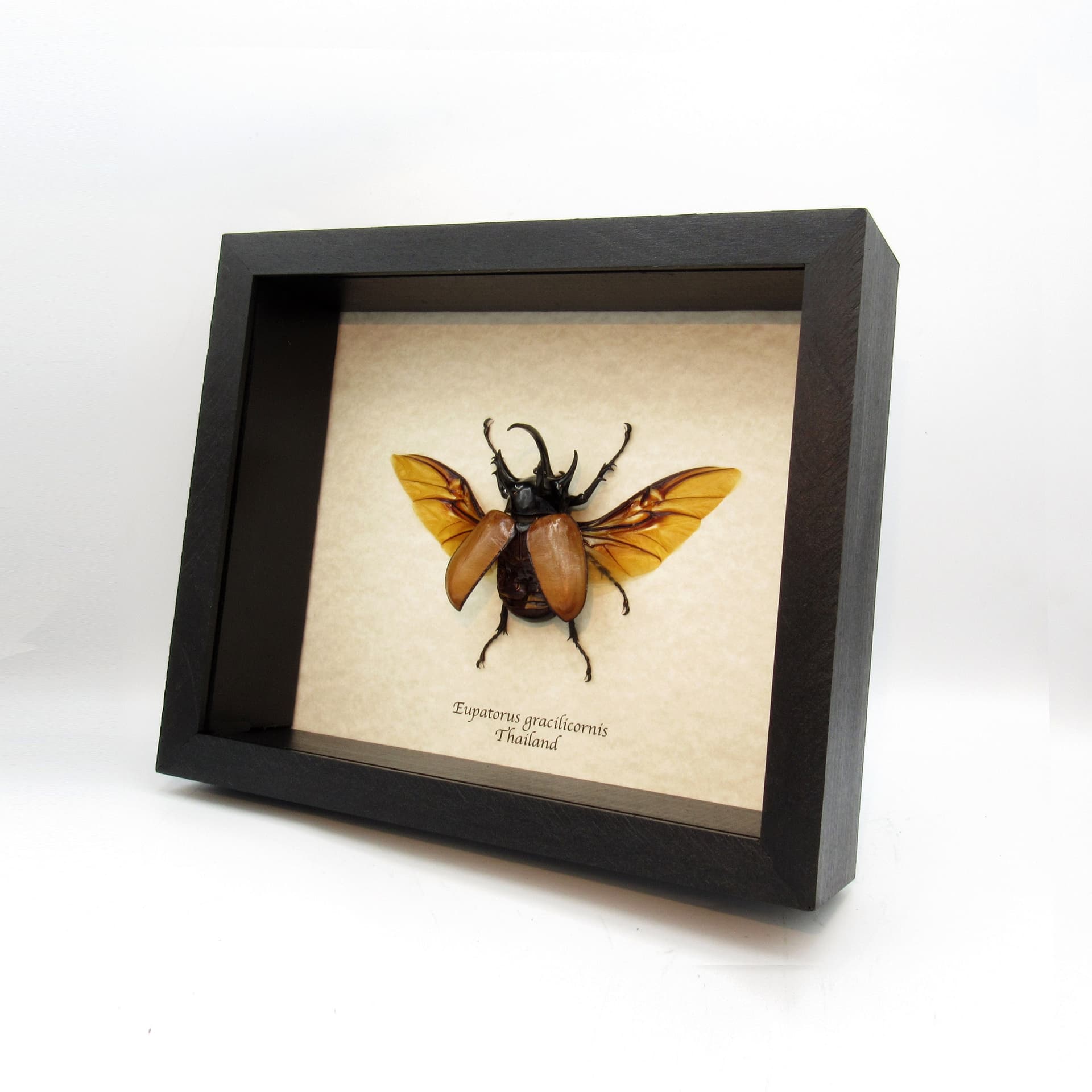 Real XL Rhinoceros beetle framed taxidermy - Eupatorus gracilicornis