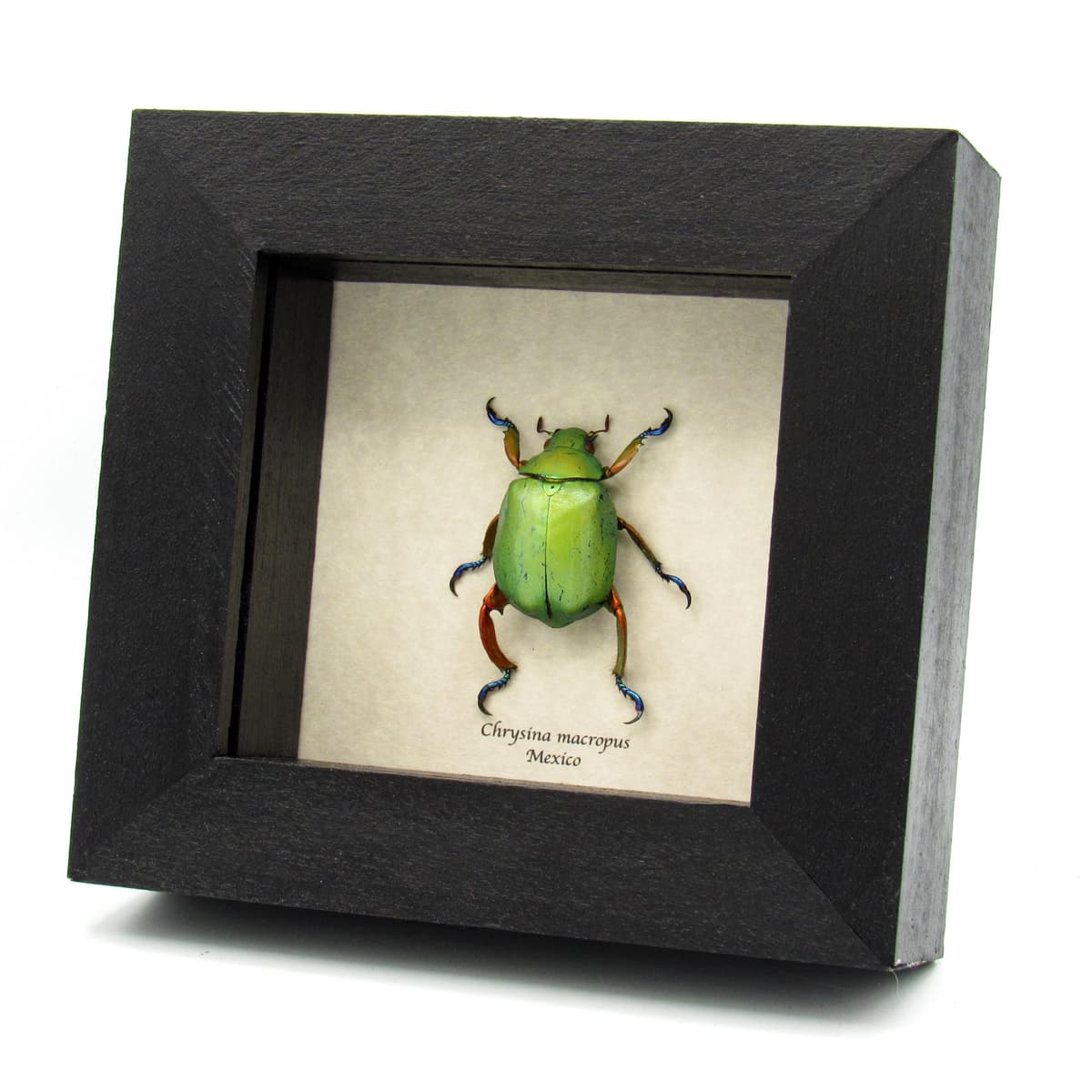 Real Rainbow legged Scarab beetle framed taxidermy - Chrysina macropus - female